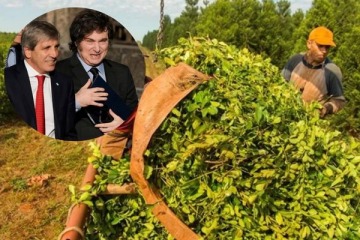 Yerbateros no cosecharán contra la desregulación de Milei y podrían extremar la protesta