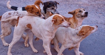 D&iacute;a del Animal en Argentina: por qu&eacute; se celebra el 29 de abril y cu&aacute;l es su origen