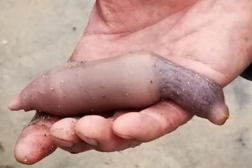 Pez pene: qu&eacute; es la extra&ntilde;a criatura hallada en las playas de Chubut