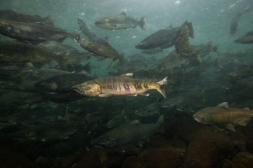 Industria del salm&oacute;n en Chile: denuncian muertes de buzos y alertan por el impacto ambiental