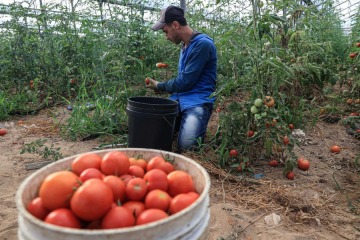 Tomates e inflaci&oacute;n: por qu&eacute; subieron 40% en Estados Unidos