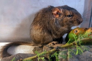Nuevo roedor descubierto por el CONICET en C&oacute;rdoba ampl&iacute;a la biodiversidad argentina