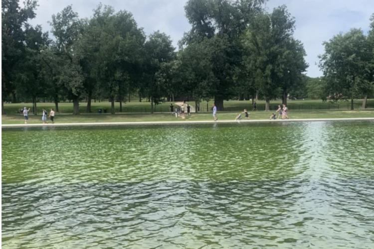 Las algas toman el estanque