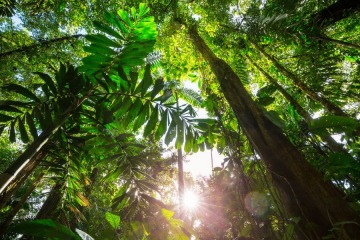 Foto de Brasil y Per� coordinan acciones para proteger a pueblos ind�genas aislados en la Amazon�a