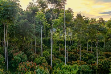 Foto de Restauraci�n de la naturaleza alcanza un r�cord, pero no llega a la meta de 2030