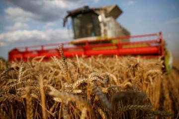 La Justicia prohíbe el uso del trigo transgénico en la provincia de Buenos Aires