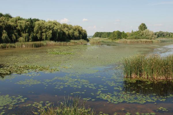 Ley de humedales: qué dicen los dos proyectos entre los que elegirá el Congreso