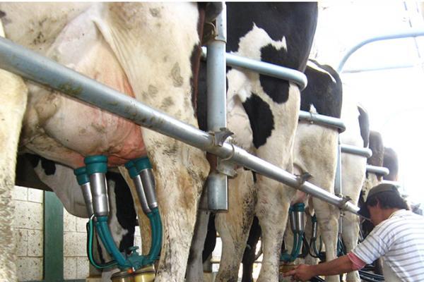 Impulso Tambero: el gobierno nacional asiste con 10 mil millones de pesos a los productores