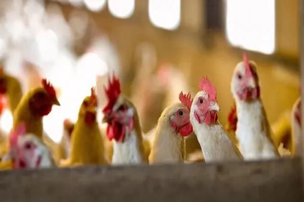 Gripe Aviar: el Gobierno nacional declaró la emergencia sanitaria tras la confirmación de un caso en Jujuy