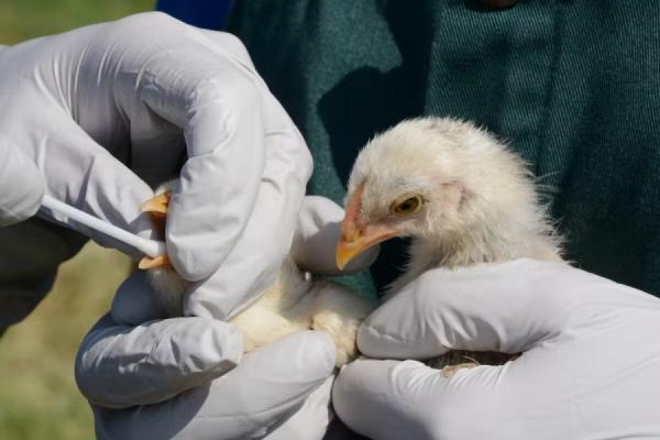 Gripe Aviar: confirmaron un segundo caso en Córdoba