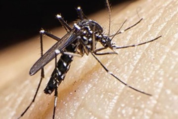 Dengue: tres muertos en Tucumán y crecen los casos en CABA