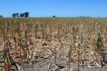 El Gobierno bonaerense prorrogó la emergencia agropecuaria por las sequías