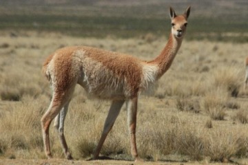 El Ministerio de Ambiente envió al Congreso un proyecto de ley por el bienestar animal de la fauna silvestre 