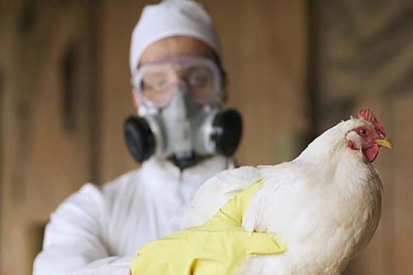 Argentina se declaró país libre de influenza aviar tras cerrar último brote en aves comerciales