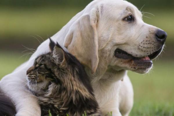 Presentaron la Ley Conan al Congreso: cuáles son los ejes del proyecto enviado por un diputado de Bullrich