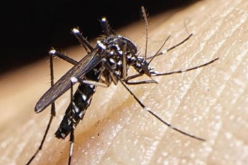 Foto de Dengue en 25 distritos de la Provincia: cuáles son las medidas establecidas por el gobierno bonaerense
