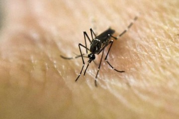 Récord histórico de dengue: en lo que va del año ya hay 96 muertes y 134.202 casos