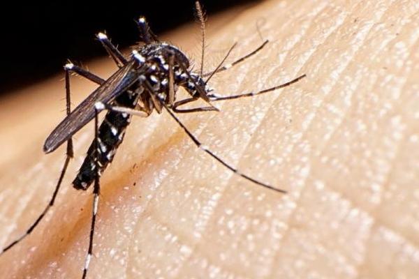 Dengue: el descubrimiento del Conicet sobre el mosquito clave para el control preventivo