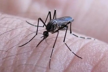 Dengue en Argentina: se registró la primera muerte por coinfección de dos serotipos
