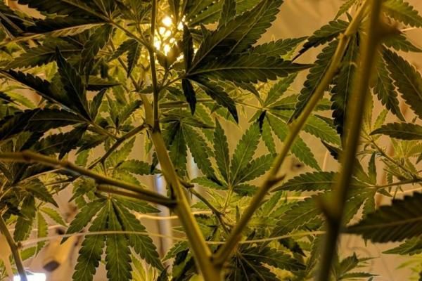 Operativo comando en Tigre por cena entre productores cannábicos