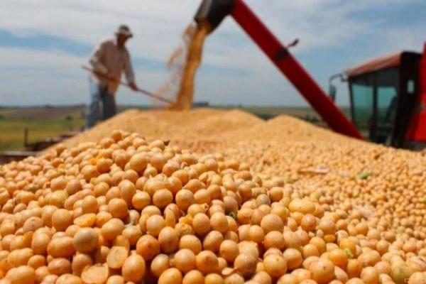 Cerró la cosecha de la soja: cuánto aportará en términos de divisas