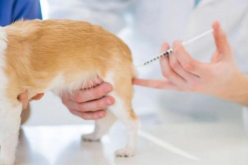 El Gobierno autorizará el ingreso al país de productos veterinarios con "estándares internacionales" y anunció una reducción de los plazos de aprobación