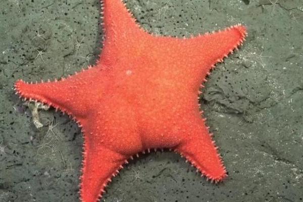 Una expedición del Conicet explora el fondo marino frente a Mar del Plata y fascina a miles de personas