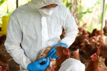 Foto de Gripe aviar en Argentina: detectaron un nuevo caso y suspendieron parte de las exportaciones de pollos y derivados 