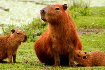 Diputados: presentan un proyecto para proteger a los carpinchos, en línea con la Ley Conan