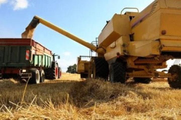 R&eacute;cord de trigo, impacto acotado: m&aacute;s cosecha, pero sin el alivio de d&oacute;lares esperado