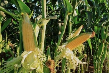 La sobreoferta en EEUU hunde al ma&iacute;z y arrastra a la baja a los granos en Chicago