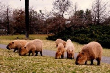 Foto de La Justicia revoc� una autorizaci�n previa y prohibi� nuevos traslados de carpinchos en Nordelta