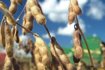 Todo mal: la soja se guarda, la industria se cae y el modelo Milei empieza a crujir por falta de d&oacute;lares