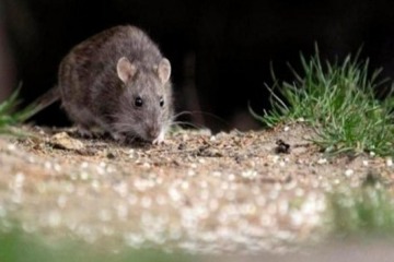 Foto de Alerta: ya son siete las muertes por hantavirus en Buenos Aires y crece la preocupación sanitaria
